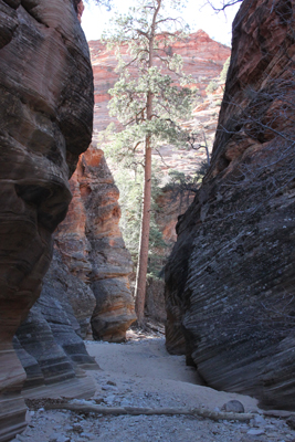 Explore Roadside Nature- Zion NP Pine Creek slot canyon